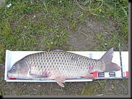 diary_040504nakason95.5cm1.jpg